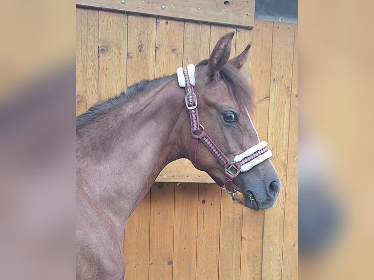 Deutsches Sportpferd Stute 1 Jahr 150 cm Kann Schimmel werden in Westeregeln