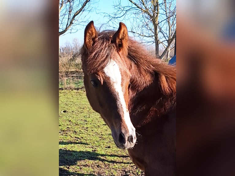 Deutsches Sportpferd Stute 1 Jahr 150 cm Kann Schimmel werden in Westeregeln