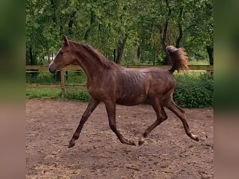 Deutsches Sportpferd Stute 1 Jahr 150 cm Kann Schimmel werden in Westeregeln
