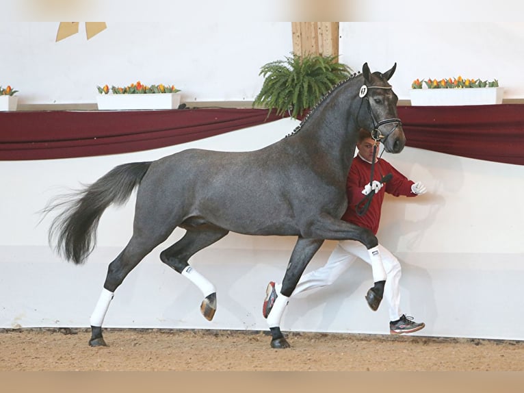 Deutsches Sportpferd Stute 1 Jahr 150 cm Red Dun in Lębork