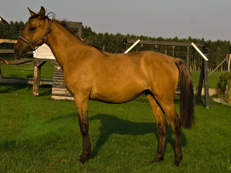 Deutsches Sportpferd Stute 1 Jahr 150 cm Red Dun in Lębork