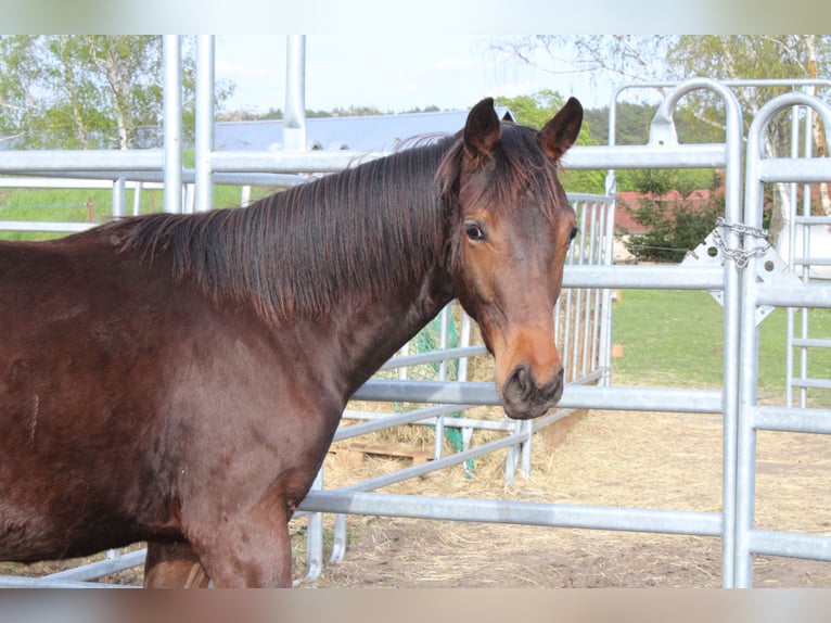 Deutsches Sportpferd Stute 1 Jahr 160 cm Brauner in Dahme/Mark