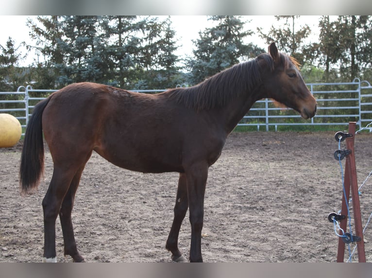 Deutsches Sportpferd Stute 1 Jahr 160 cm Brauner in Dahme/Mark