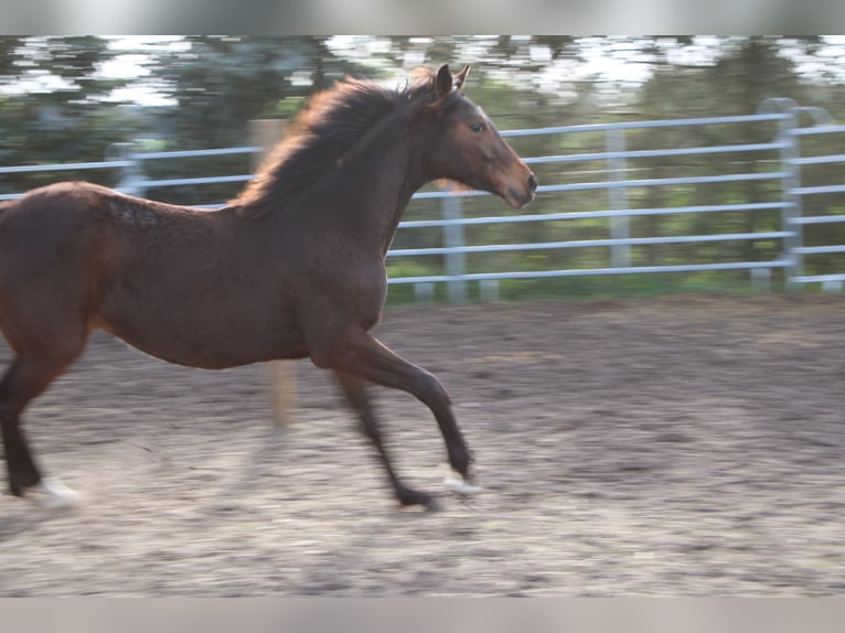 Deutsches Sportpferd Stute 1 Jahr 160 cm Brauner in Dahme/Mark