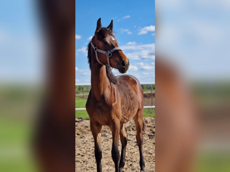 Deutsches Sportpferd Stute 1 Jahr 162 cm Dunkelbrauner in L&#x119;bork