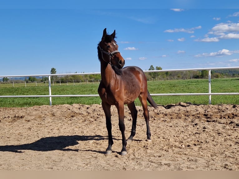 Deutsches Sportpferd Stute 1 Jahr 162 cm Dunkelbrauner in L&#x119;bork