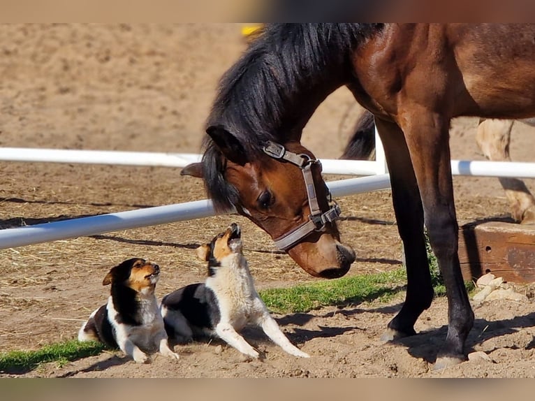 Deutsches Sportpferd Stute 1 Jahr 162 cm Dunkelbrauner in L&#x119;bork