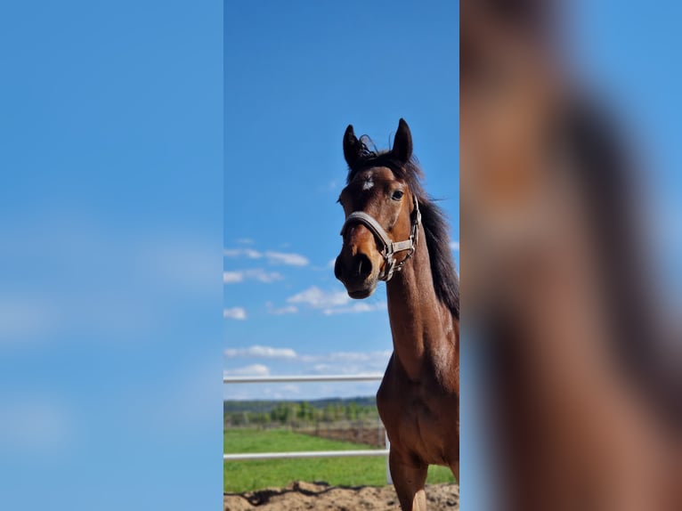 Deutsches Sportpferd Stute 1 Jahr 162 cm Dunkelbrauner in L&#x119;bork