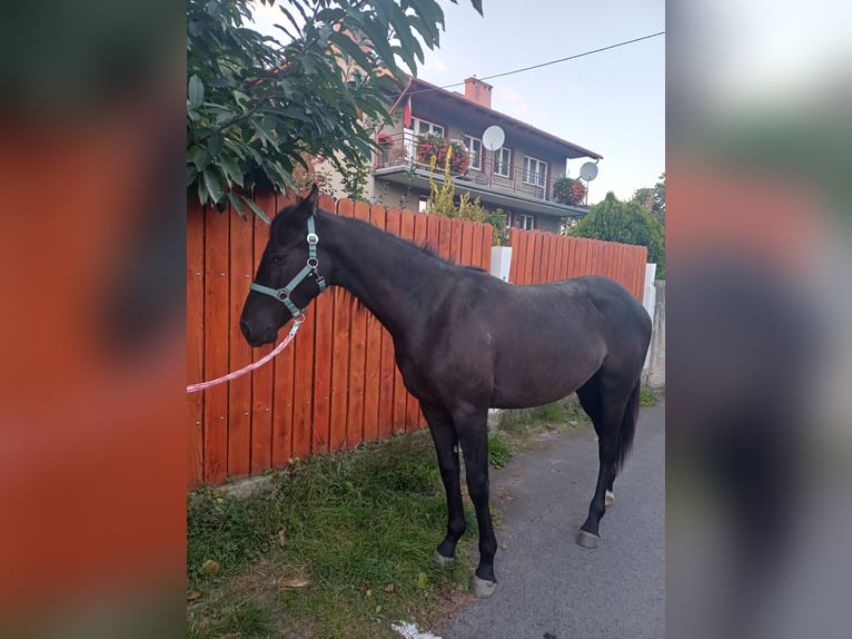 Deutsches Sportpferd Stute 1 Jahr 163 cm Dunkelbrauner in M&#x119;cinka