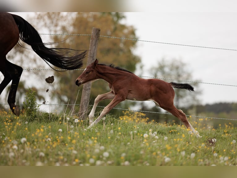 Deutsches Sportpferd Stute 1 Jahr 165 cm Brauner in Frauenneuharting