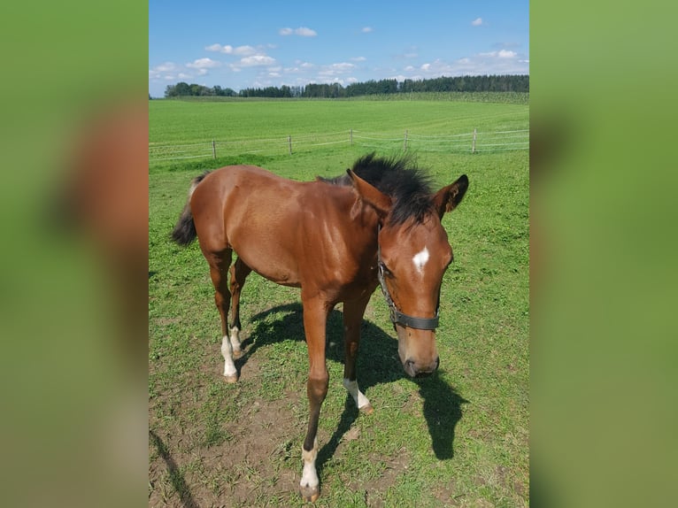 Deutsches Sportpferd Stute 1 Jahr 165 cm Brauner in Frauenneuharting