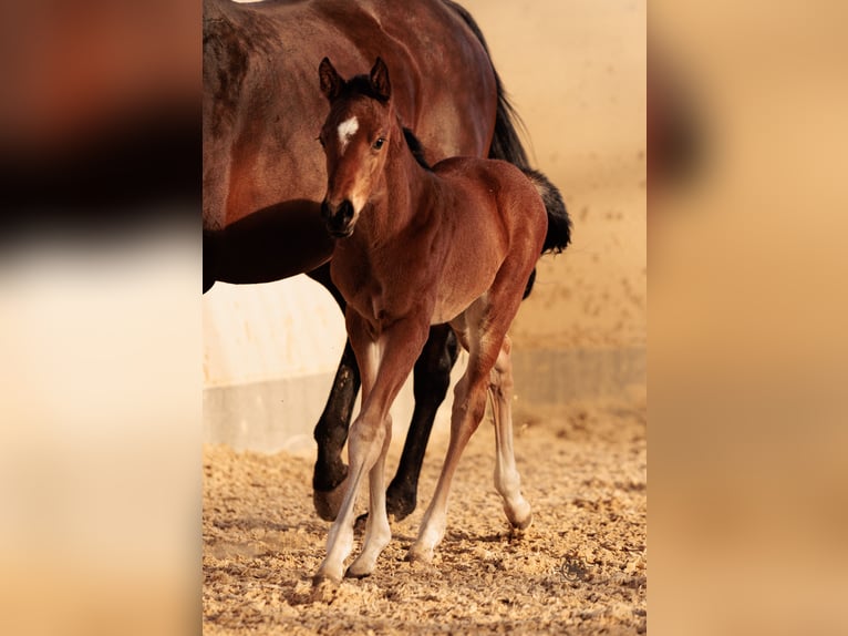 Deutsches Sportpferd Stute 1 Jahr 165 cm Brauner in Frauenneuharting