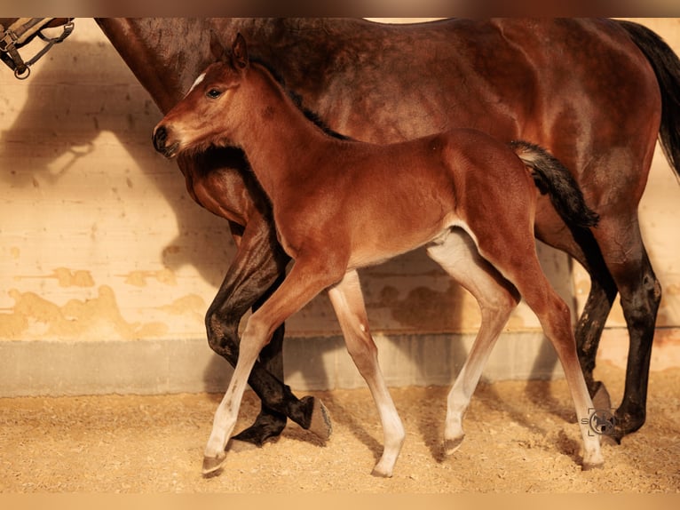 Deutsches Sportpferd Stute 1 Jahr 165 cm Brauner in Frauenneuharting