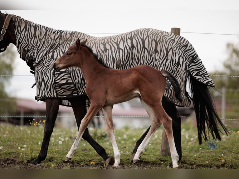 Deutsches Sportpferd Stute 1 Jahr 165 cm Brauner in Frauenneuharting