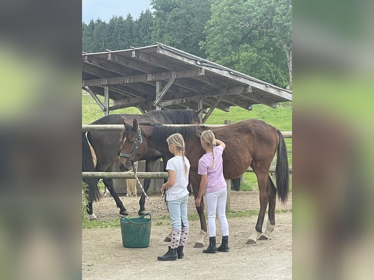 Deutsches Sportpferd Stute 1 Jahr 165 cm Brauner in Frauenneuharting