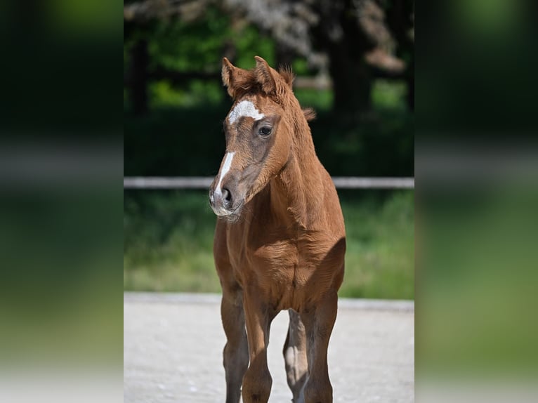 Deutsches Sportpferd Stute 1 Jahr 165 cm Fuchs in Weil
