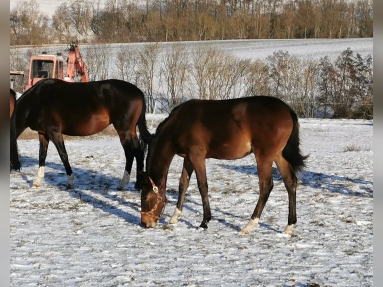 Deutsches Sportpferd Stute 1 Jahr 168 cm Brauner in Camburg