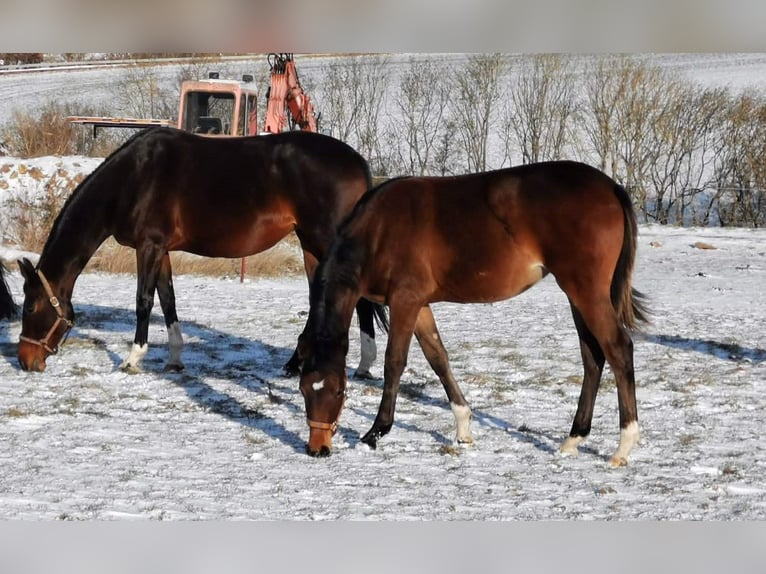 Deutsches Sportpferd Stute 1 Jahr 168 cm Brauner in Camburg