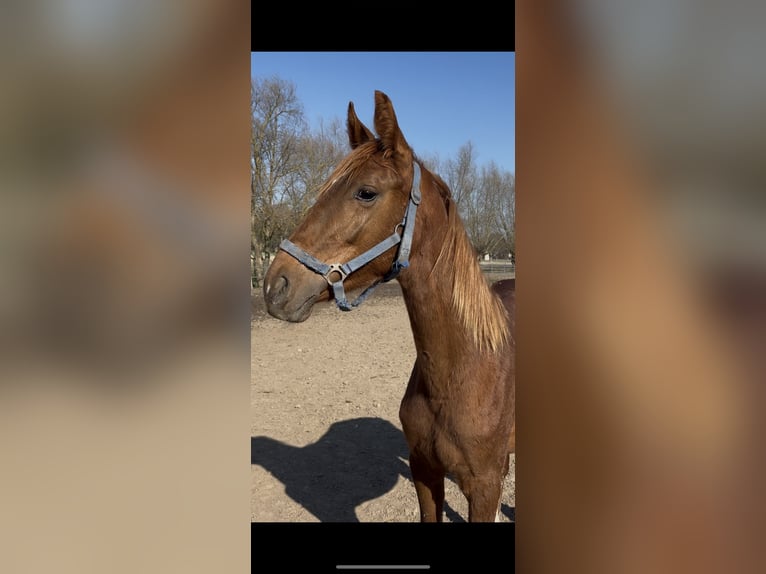 Deutsches Sportpferd Stute 1 Jahr 168 cm Fuchs in Grimma
