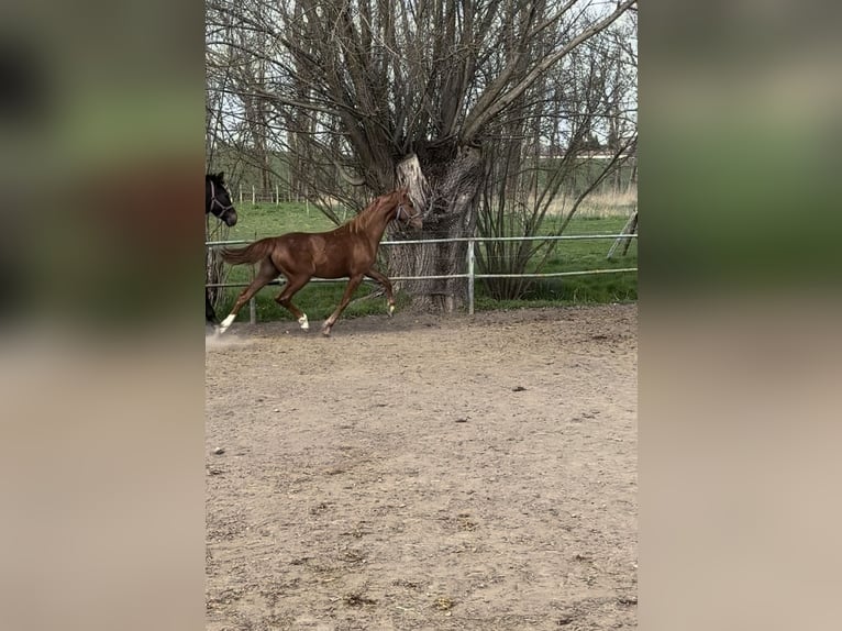 Deutsches Sportpferd Stute 1 Jahr 168 cm Fuchs in Grimma