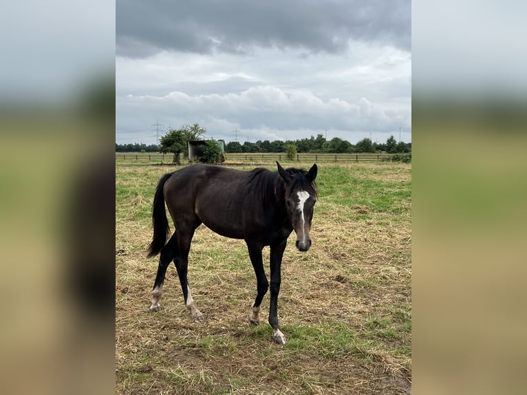 Deutsches Sportpferd Stute 1 Jahr 168 cm Rappschimmel in Dormagen