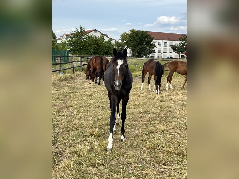 Deutsches Sportpferd Stute 1 Jahr 168 cm Rappschimmel in Dormagen