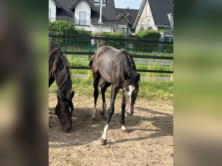 Deutsches Sportpferd Stute 1 Jahr 168 cm Rappschimmel in Dormagen