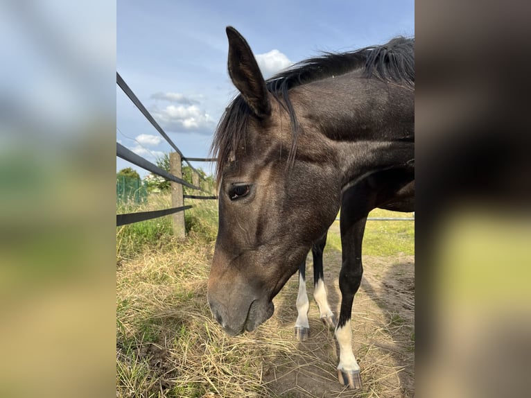 Deutsches Sportpferd Stute 1 Jahr 168 cm Rappschimmel in Dormagen