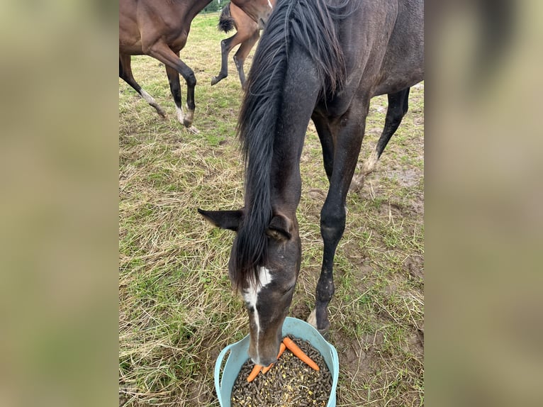 Deutsches Sportpferd Stute 1 Jahr 168 cm Rappschimmel in Dormagen