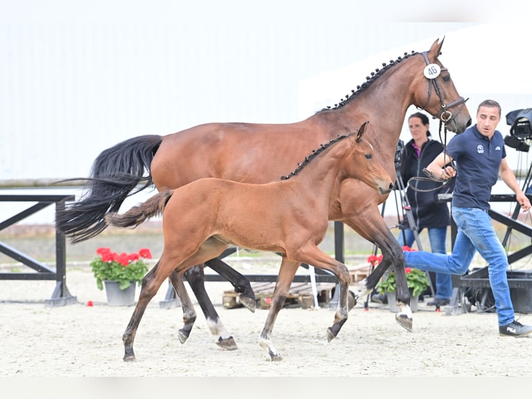 Deutsches Sportpferd Stute 1 Jahr 169 cm Brauner in Verl