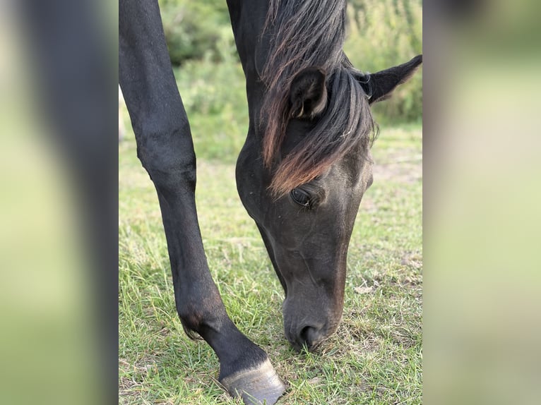 Deutsches Sportpferd Stute 1 Jahr 170 cm Apfelschimmel in AhlumBeetzendorf