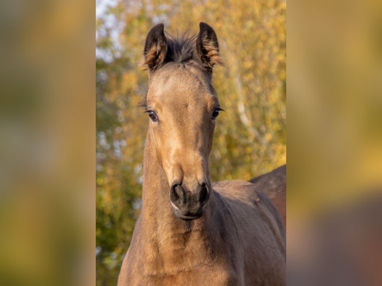Deutsches Sportpferd Stute 1 Jahr 170 cm Buckskin in Dessau-Roßlau