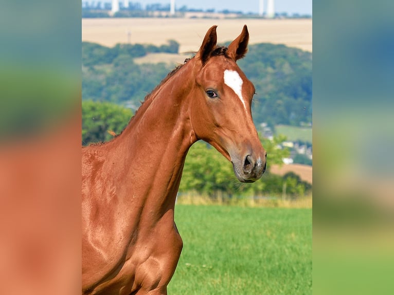 Deutsches Sportpferd Stute 1 Jahr 170 cm Dunkelfuchs in Dornburg-Camburg