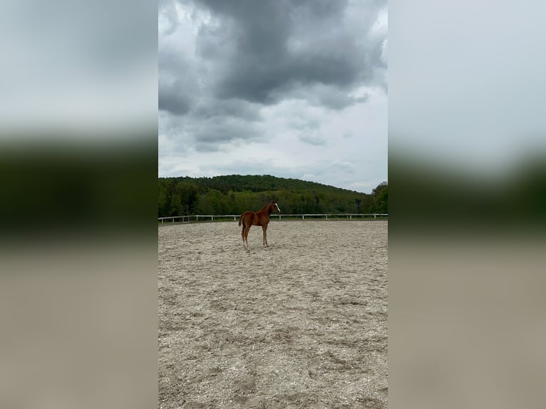 Deutsches Sportpferd Stute 1 Jahr 170 cm Fuchs in Alsfeld