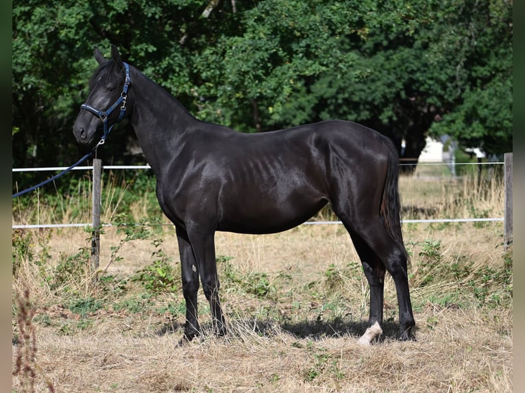 Deutsches Sportpferd Stute 1 Jahr 170 cm Rappe in Konz