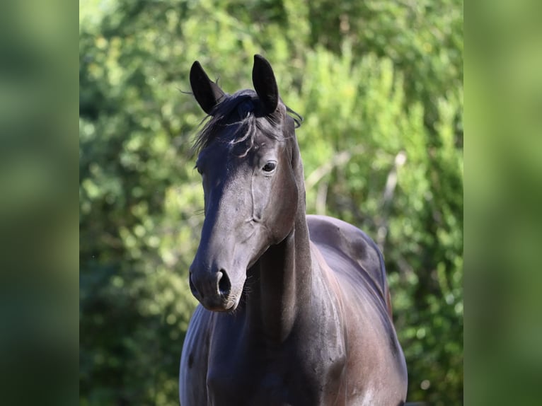 Deutsches Sportpferd Stute 1 Jahr 170 cm Rappe in Konz