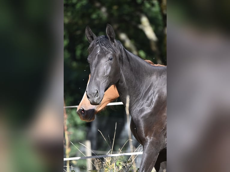 Deutsches Sportpferd Stute 1 Jahr 170 cm Rappe in Konz