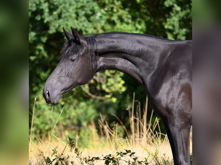 Deutsches Sportpferd Stute 1 Jahr 170 cm Rappe in Konz