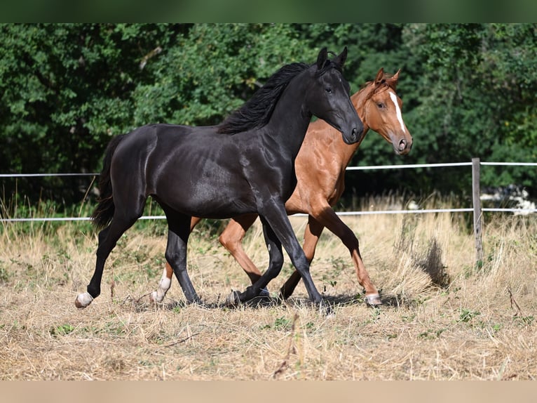 Deutsches Sportpferd Stute 1 Jahr 170 cm Rappe in Konz