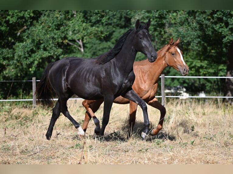 Deutsches Sportpferd Stute 1 Jahr 170 cm Rappe in Konz