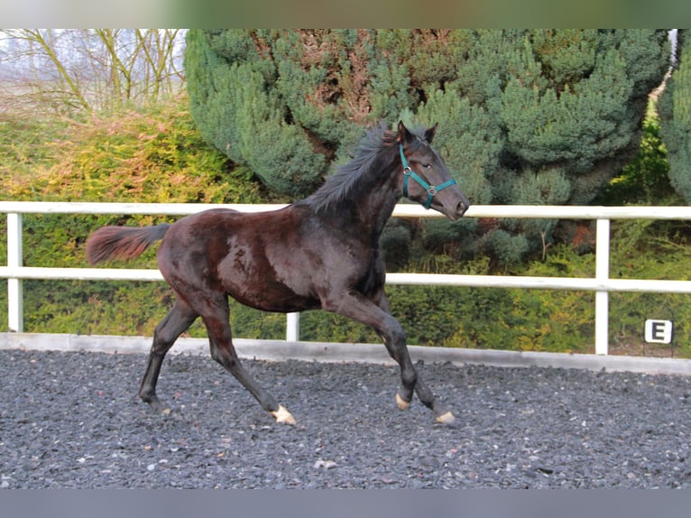 Deutsches Sportpferd Stute 1 Jahr 170 cm Rappe in Neckargemünd
