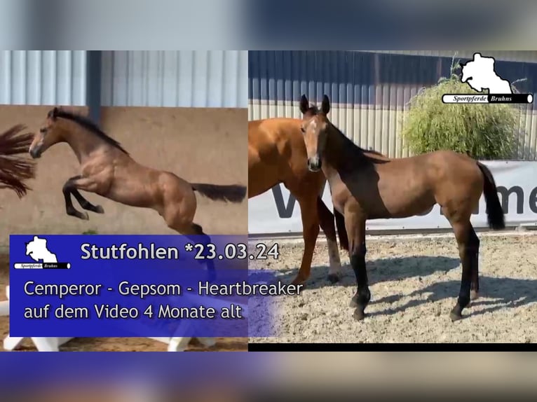 Deutsches Sportpferd Stute 1 Jahr 170 cm Schimmel in Gadow