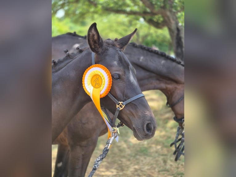 Deutsches Sportpferd Stute 1 Jahr 170 cm Schwarzbrauner in Frankenhardt