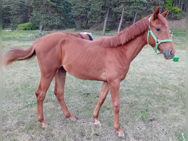 Deutsches Sportpferd Stute 1 Jahr 170 cm in Milower Land