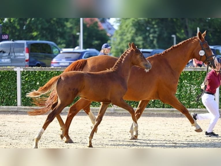 Deutsches Sportpferd Stute 1 Jahr 172 cm Fuchs in Frauenstein