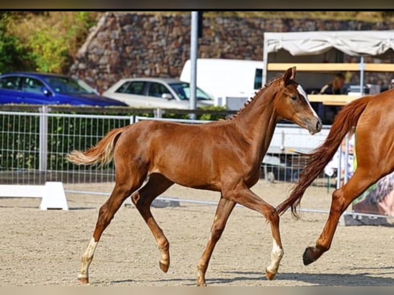 Deutsches Sportpferd Stute 1 Jahr 172 cm Fuchs in Frauenstein
