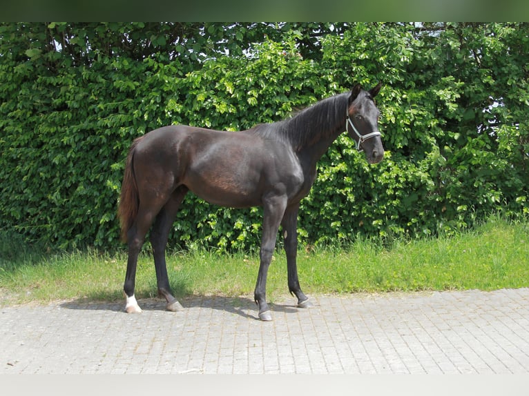 Deutsches Sportpferd Stute 1 Jahr 172 cm Rappe in Neckargemünd