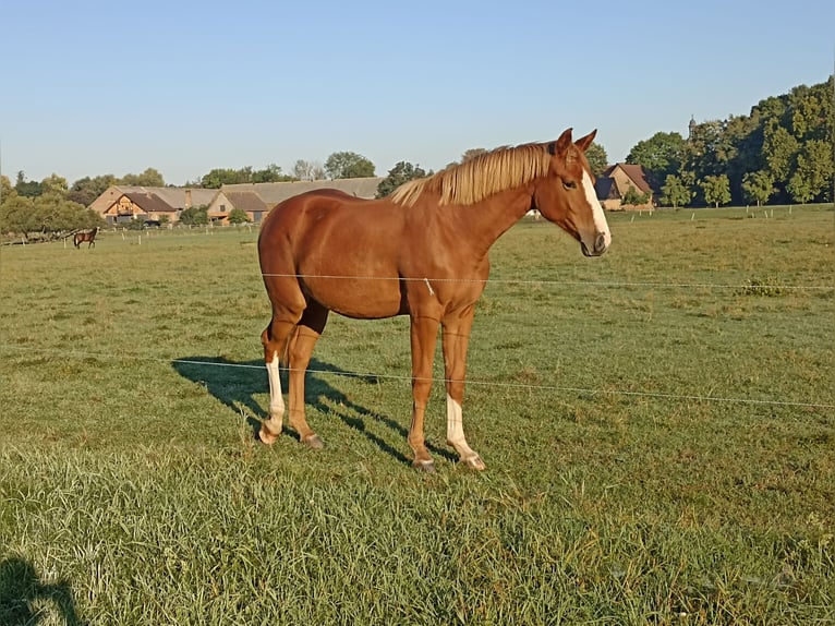 Deutsches Sportpferd Stute 1 Jahr 172 cm in Zett