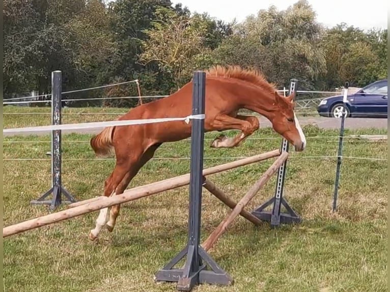 Deutsches Sportpferd Stute 1 Jahr 172 cm in Zett