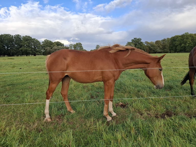 Deutsches Sportpferd Stute 1 Jahr 172 cm in Zett